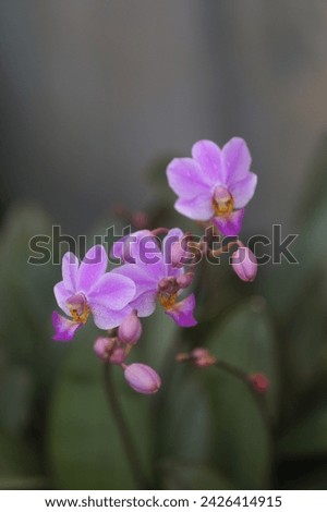 Phalaenopsis equestris is a flowering plant of the orchid genus Phalaenopsis and is native to the Philippines and Taiwan. The inflorescence has 10 to 20 flowers with a diameter of about 25 mm. Royalty-Free Stock Photo #2426414915