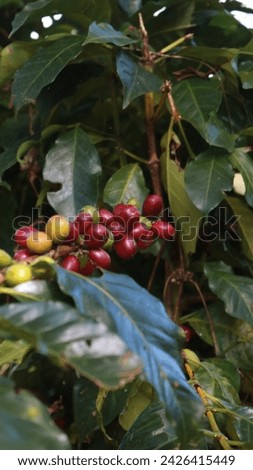 This is what the coffee fruit looks like, also known as cherry or drupe, it is almost reaching its ripening stage, accompanied by green leaves Royalty-Free Stock Photo #2426415449