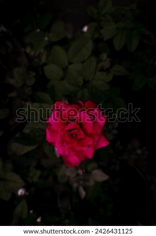 Red rose flower blooming in garden, nature photography, natural gardening background, floral wallpaper 