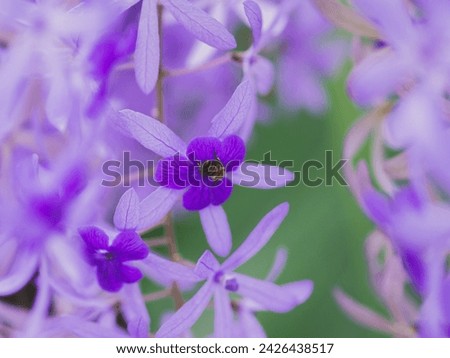 close-up is purple flower and bee