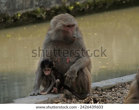 Baboon's cub is playing with its mother