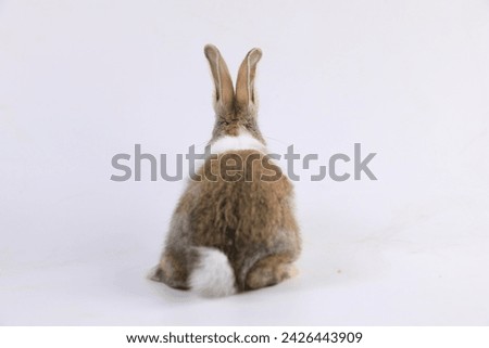 A baby bunny easter rabbit running around, sniffing, looking around, on white background. Lovely bunny easter rabbit. Lovely bunny easter rabbit. Animal symbol of easter day.