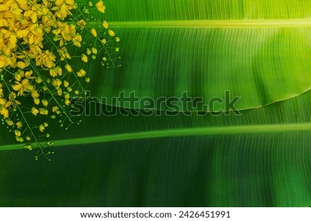 Cassia fistula flowers on green banana leaf background