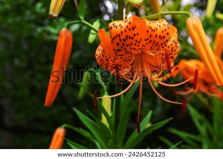 A tiger lily with spotted petals on green background at the forest sunny day close up. High quality photo. Kokubunji district Tokyo Japan 07.04.2023