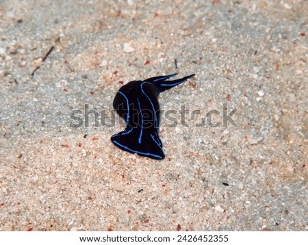 Black and blue nudibranch on the sandy seabed. Aquatic tropical slug on the sand. Underwater photography from scuba diving with marine animal.  Underwater macro picture. Wild sea life.
