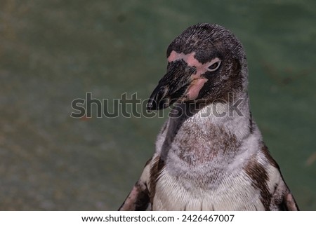 Portrait of a penguin close-up	
