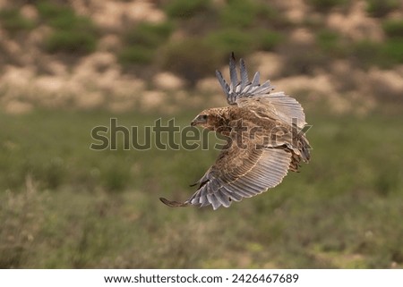 Bateleur - Terathopius ecaudatus juvenile in flight with spread wings with green grass in background. Photo from Kgalagadi Transfrontier Park in South Africa. Endangered species.