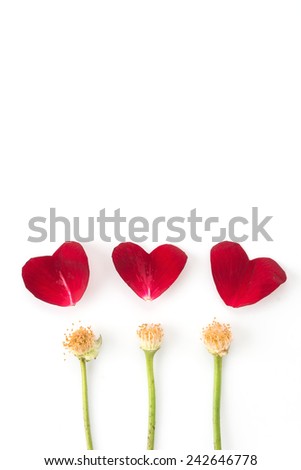 red rose petal on white background