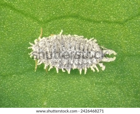 Madeira mealybug, Phenacoccus madeirensis (Hemiptera: Pseudococcidae), is the dangerous pest of different plants, including economically important crops Royalty-Free Stock Photo #2426468271
