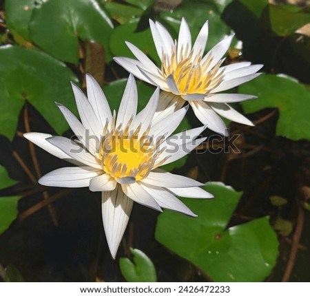 Beautiful white lotus  flower picture 