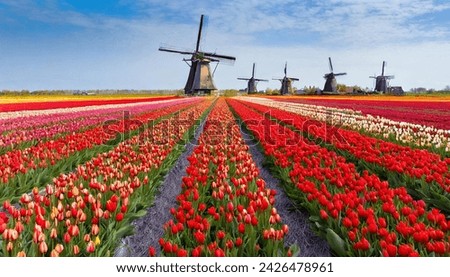 A field of colorful tulips. Dutch mills deep in the picture frame. Sun bouquet, beautiful romantic flowers with colorful petals and veins.