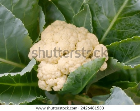Cauliflower growing in organic soil in the garden in the vegetable area. Head of cauliflower in natural condition, close-up Royalty-Free Stock Photo #2426481533