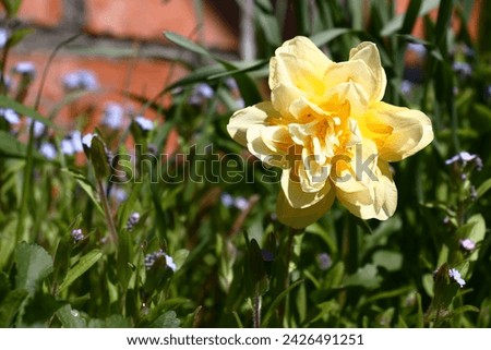 Sunny spring day.Narcissus flower difficult under the form and color.The forget-me-not with blue flowers grows and blossoms nearby.The brick wall is a background.