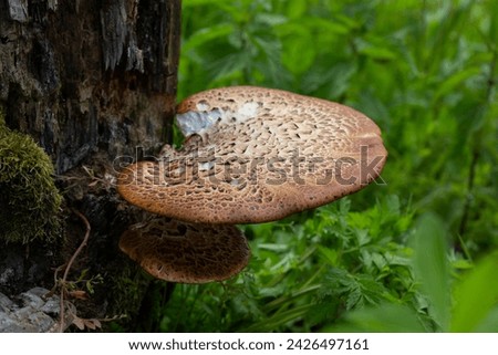 Cerioporus squamosus, also known as Pheasant's back mushrooms and dryad's saddle, is a basidiomycete bracket fungus found growing on dead trees Royalty-Free Stock Photo #2426497161