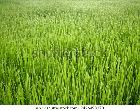 Rice plants that are still green stock photo.