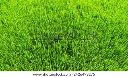 Rice plants that are still green stock photo.