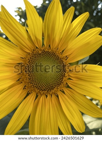 Sunflower picture in the evening