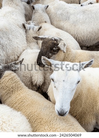 Sheep being gathered in sheepfold at Narin Strand Royalty-Free Stock Photo #2426504069
