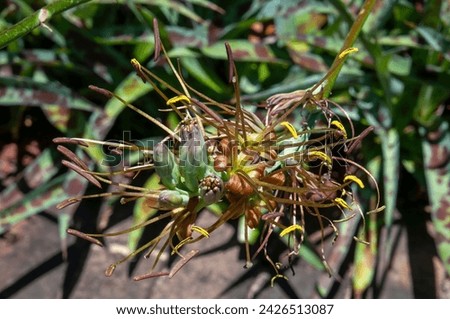 Sydney Australia, flowerhead of a manfreda guttata also know as polianthes guttata Royalty-Free Stock Photo #2426513087