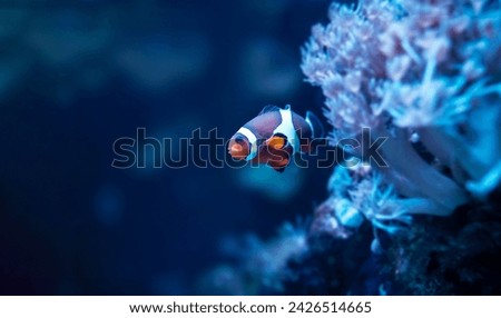 A beautiful photo of Ocellaris clownfish also known as Amphiprion ocellaris. Royalty-Free Stock Photo #2426514665