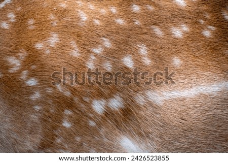 Background red fur with white spots. Animal fur background in orange color