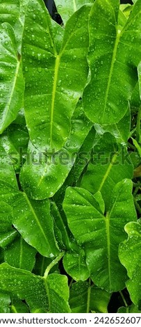 After rain picture of  wet green leave of Spade Leaf Philodendron