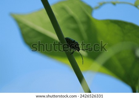 in this picture there is a Chrysocoris stollii it is a polyphagous species of jewel bug (Scutelleridae) common in continental Southeast Asia. in green leave background.