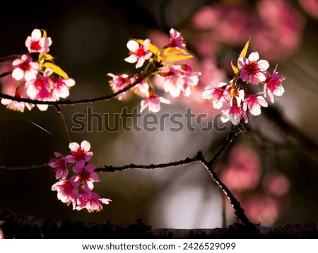 Bird with cheery blossom with sunshade background