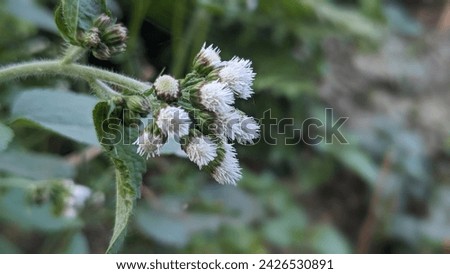 Ageratum conyzoides (billygoat-weed, chick weed, goatweed, whiteweed, mentrasto) is native to Tropical America, especially Brazil, and is an invasive weed in many other regions

