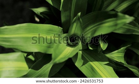 leaves in various shapes, colors and conditions. Some are green, some are yellow, some are fresh and some are dry, tapered or oval. All of them are illuminated by the sun with unique leaf veins. 