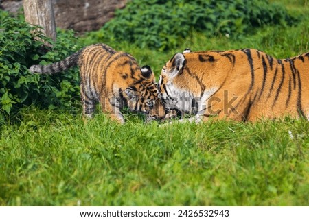 Female amur tiger sharing her food with her cub.