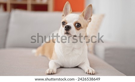 Chihuahua dog lying comfortably on a gray couch indoors, looking attentive and curious.