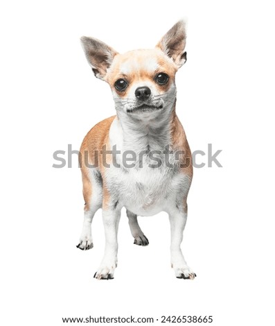 A chihuahua stands isolated against a white background, showcasing its small stature and attentive gaze. Royalty-Free Stock Photo #2426538665