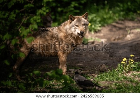 photo of wolf in the woods
