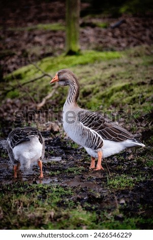 geese on the grass in a forest