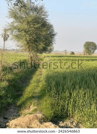 The agriculture land crops and trees picture was taken on 16-2-2024 in Khairpur Pakistan.