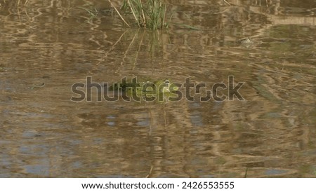 Erindi Private Game Reserve in Namibia : South African giant bullfrog Pyxicephalus adspersus in a pond - lone male croaking and blown up Royalty-Free Stock Photo #2426553555