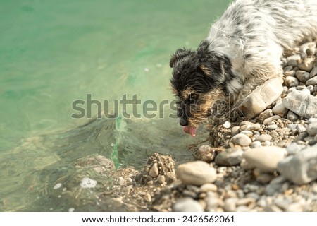 Small cute jack russell terrier dog at the lake shore - enjoying the beautiful nature by the lake with greenish-blue water Royalty-Free Stock Photo #2426562061