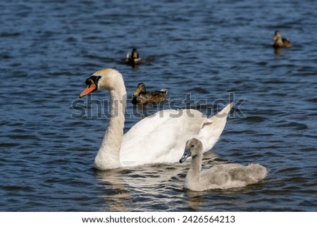 grey chicks of the white sibilant swan with grey down, young small swans with adult swans parents Royalty-Free Stock Photo #2426564213