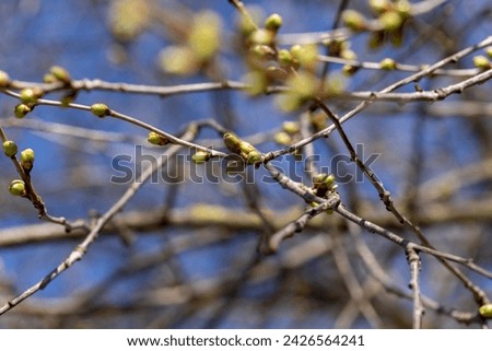 leafless trees in the spring season, beautiful bare branches of deciduous trees in early spring