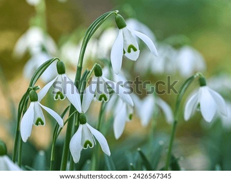 Beautiful close-up of a galanthus nivalis flower Royalty-Free Stock Photo #2426567345
