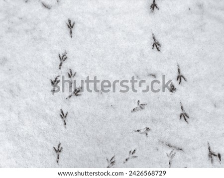 Background of the footprints of the bird feet on wet snow layer on a ground in overcast weather, top view
 Royalty-Free Stock Photo #2426568729