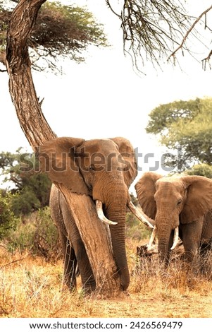 African elephant at Amboseli national park Kenya Royalty-Free Stock Photo #2426569479