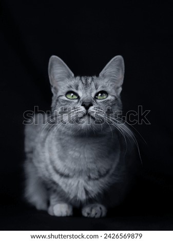 Pets, animals, animal, cat, eyes, green eyes, grey, black, cat portrait, cat life, baby cat, veterinary, black background