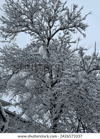 Snow day captured a beautiful morning picture of snow stuck on tree branches