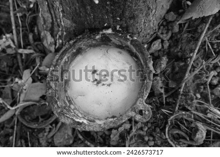 Rubber tapping, Tapping latex rubber tree, Rubber Latex extracted from rubber tree , agricultural gardening products. Royalty-Free Stock Photo #2426573717