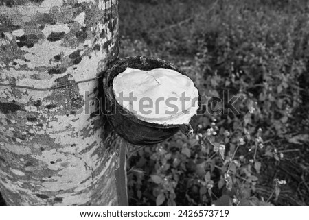 Rubber tapping, Tapping latex rubber tree, Rubber Latex extracted from rubber tree , agricultural gardening products. Royalty-Free Stock Photo #2426573719