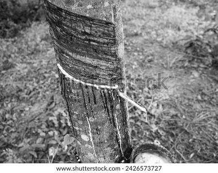 Rubber tapping, Tapping latex rubber tree, Rubber Latex extracted from rubber tree , agricultural gardening products. Royalty-Free Stock Photo #2426573727