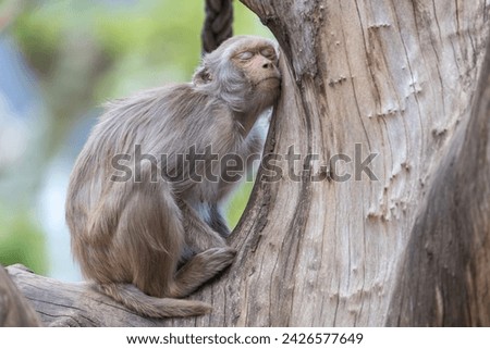 Perched on a branch, the monkey peacefully sleeps, its rhythmic breaths blending with the forest's nocturnal symphony, a picture of tranquility amidst nature's bustling activity.




