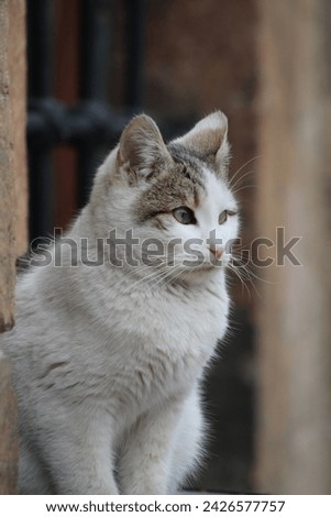 alley, hunt, persian, whiskers, greenery, closeup, ginger, looking, fluff, hungry cat, yellow, eyes, hair, stray cat, stare, fluffy, playful, furry, frisky, expression, green, alley cat, breed, kittie Royalty-Free Stock Photo #2426577757